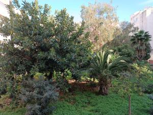 a garden with trees and shrubs and plants at Luxury Family House with Garden View Casablanca in Casablanca