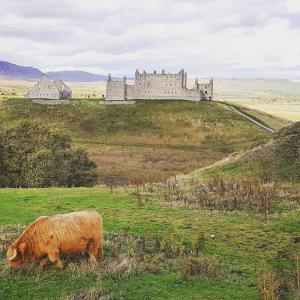 a cow grazing in a field in front of a castle at Baltinna West - by Where Stags Roar in Newtonmore