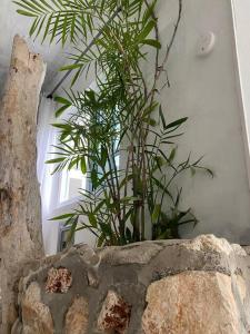 a plant in a pot next to a window at Forever Beach Apartment in Sheerness