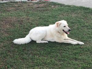 a white dog laying in the grass at Villetta a schiera nei pressi del mare in Livorno