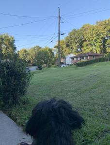 Ein schwarzer Hund, der auf einem Feld auf dem Gras sitzt. in der Unterkunft Cozy Large home, 19 Min from Hartsfield-Jackson international- Domestic Airport! in Conley