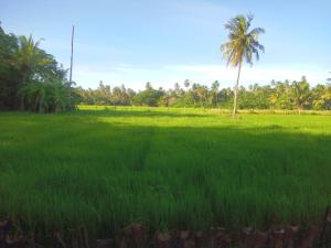 Imagen de la galería de Coconut Island Yala, en Tissamaharama