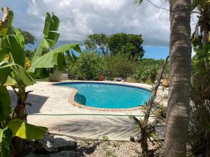 a swimming pool in a yard with a palm tree at Lakeview bed & breakfast in Freeport