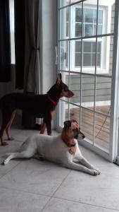 Dos perros están mirando por una puerta abierta en Lakeview bed & breakfast, en Freeport