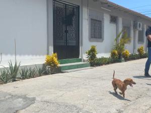 une personne marchant un chien devant une maison dans l'établissement Habitaciones Grupales, à Playas