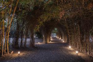 ein Tunnel von Bäumen mit Licht in der Mitte in der Unterkunft Jaagir Manor, Dudhwa - IHCL SeleQtions in Paliā Kalān
