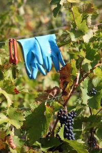 Aed väljaspool majutusasutust Weingut Matthias Dostert / Culinarium