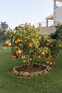 a small orange tree with oranges on it at VILLA SORELLINA in Gouvia