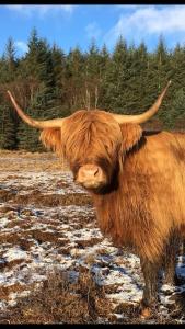 a cow with long horns standing in a field at Carnach in Fort William +4 photos