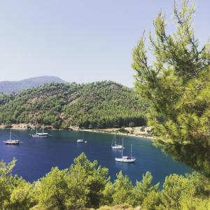 a group of boats in a body of water with trees at Dalya Life in Göcek