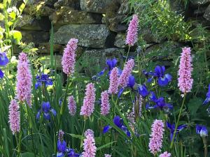 un jardín con flores moradas y azules frente a una pared de piedra en Errichel House and Cottages en Aberfeldy