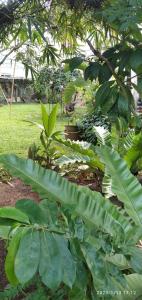 Сад в Dilupa Nature Resort