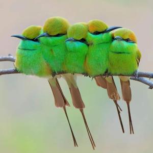 a group of green birds sitting on a tree branch at B&B LandLust Guesthouse "Stay In Style " Amsterdam Area in Purmerend