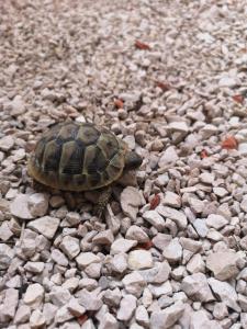 Zvieratá v apartmáne alebo blízkom okolí