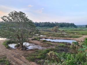 un arbre au milieu d'un champ dans l'établissement Ceylon Lodge - Airport Transit Hostel, à Negombo 74 autres photos
