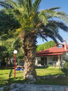 palma przed domem w obiekcie 160 s.m unique luxury house w miejscowości Nea Kallikratia