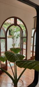 a plant in a room with an arched window at Hotel Del Virrey in Salta