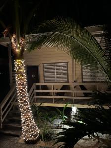 a palm tree decorated with lights in front of a house at DreamCabanas in Caye Caulker