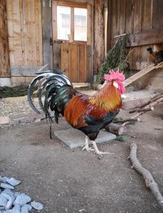 Zvířata v chaty nebo okolí