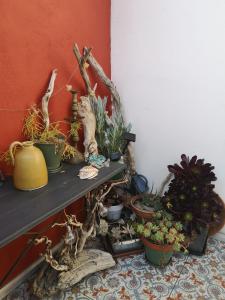 uma prateleira com um monte de vasos de plantas sobre ele em La Tonnelière em Marseillan