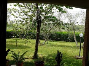 a window view of a yard with a tree at Il Punto Verde in SantʼAntonio