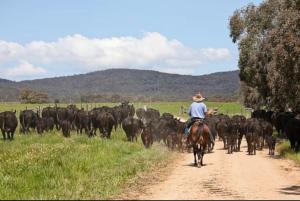 a man on a horse herding a herd of cattle on a dirt road at Butmaroo Station in Bungendore