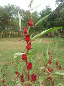 a plant with red flowers in a field at La Cima del Cielo in Las Lajas