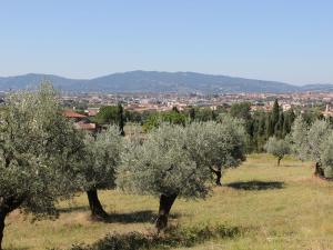 a group of olive trees in a field with a city at Simplistic Holiday Home in Pistoia with Terrace Garden in Pistoia