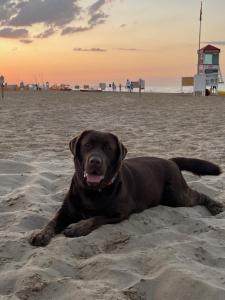 a brown dog laying in the sand on a beach at Hotel Le Ali in Rimini