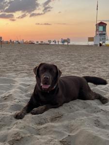 um cão castanho deitado na areia numa praia em Hotel Le Ali em Rimini