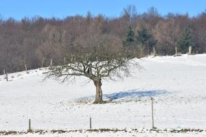 een boom in het midden van een met sneeuw bedekt veld bij Ferienbauernhof Brandt 