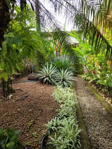 um jardim com um monte de palmeiras e plantas em Pousada Boramar em Boraceia