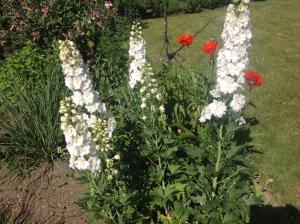 a garden with white and red flowers at Landhaus Christina in Bad Dürrheim