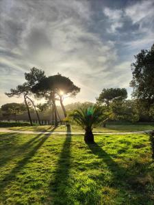 Un albero in mezzo a un campo con il sole dietro. di Les Salines Oléron a Saint-Pierre-d'Oléron