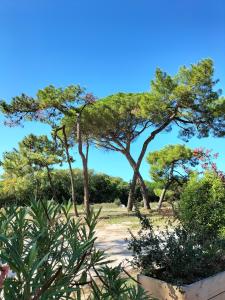 eine Gruppe von Bäumen auf einem Feld mit Büschen in der Unterkunft Les Salines Oléron in Saint-Pierre-dʼOléron