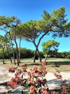 un groupe d'arbres dans un champ aux fleurs roses dans l'établissement Les Salines Oléron, à Saint-Pierre-dʼOléron