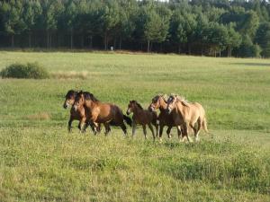 un grupo de caballos corriendo en un campo en Agroturystyka Leśna Wyspa, en Kaliska