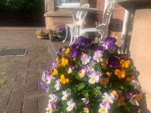 Kinnoch Lodge في Dalneigh: حفنة من الزهور في وعاء الزهور على كرسي