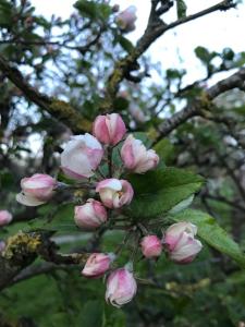 Φωτογραφία από το άλμπουμ του Bed en Breakfast In het Fruit σε Zuidoostbeemster