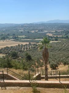 een palmboom in het midden van een veld bij Vista Panorama Sunshine in Kuşadası