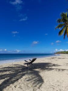 un banc assis sur une plage avec un palmier dans l'établissement MANOU, à Sainte-Anne 15 autres photos