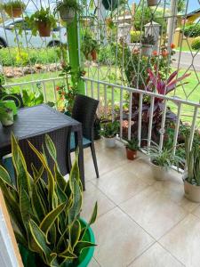 eine Terrasse mit einem Tisch und einem Haufen Topfpflanzen in der Unterkunft Cozy Villa in Mammee Bay