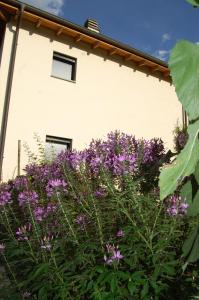Vrt pred nastanitvijo B&B Il Vigneto