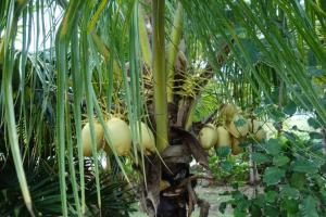 um monte de cocos num coqueiro em Maison de campagne toute équipée pour un moment de détente 