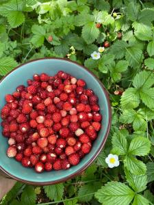 a bowl of raspberries sitting on top of green plants at VITA Guesthouse in Kolgecaj