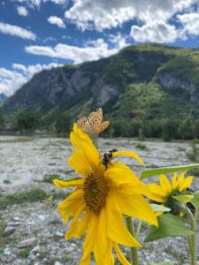a bee on a yellow flower with a mountain in the background at VITA Guesthouse in Kolgecaj
