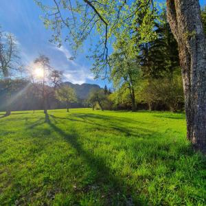 Ein Baum auf einem Feld mit leuchtender Sonne in der Unterkunft Weißbriach Lodge in Weissbriach