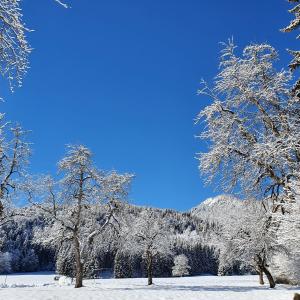 Το Nest Lodge τον χειμώνα