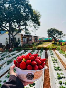 a person holding a bowl of strawberries next to train tracks at Heavens Edge Resort in Mahabaleshwar