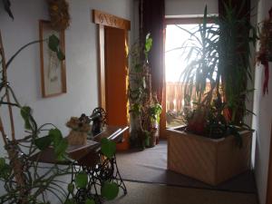 Zahrada ubytování Gasthof Sölln